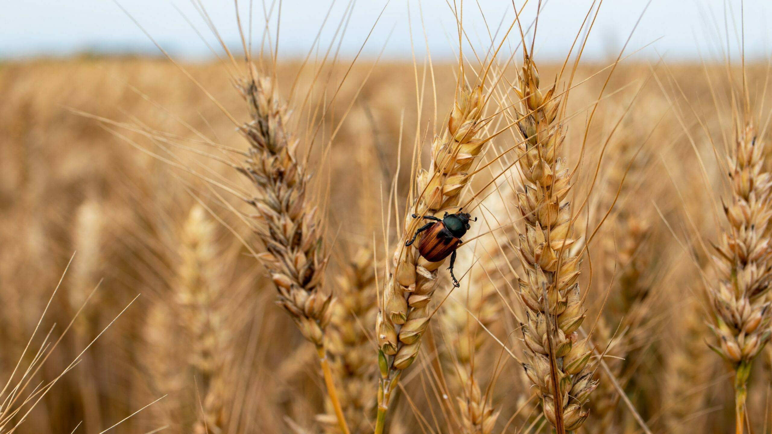 Pest infested wheat field.|sipcam-contigo-nuevas-tecnologi|sipcam-contigo-controlar-las-plagas